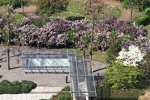 Fliederblüte in unserem Garten